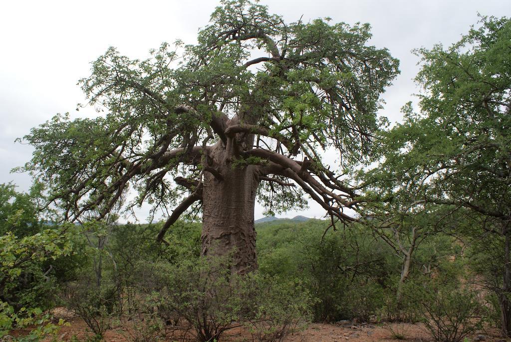 Adansonia Eco Lodge Musina Εξωτερικό φωτογραφία