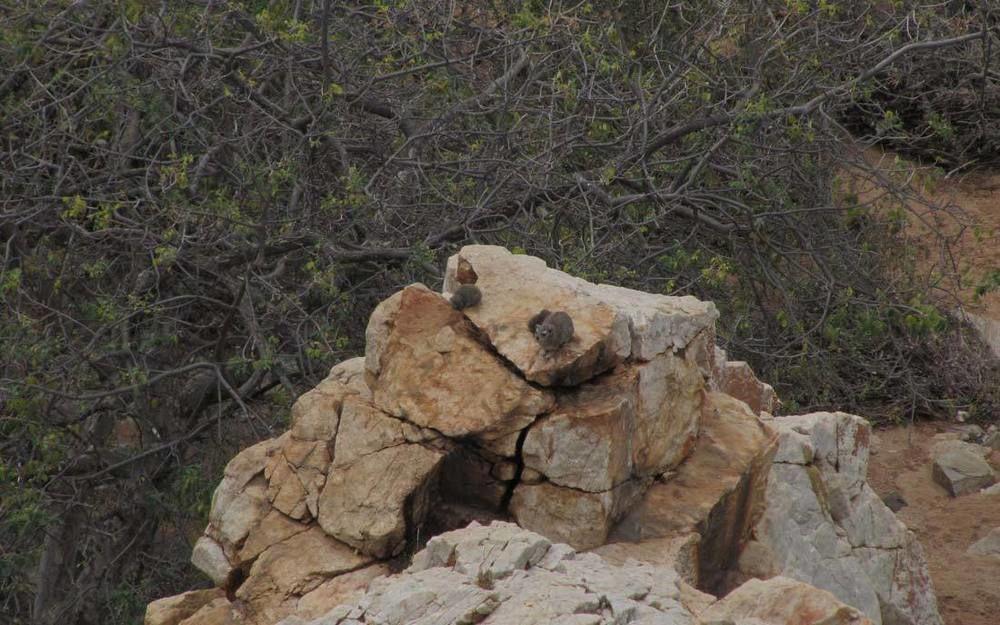 Adansonia Eco Lodge Musina Εξωτερικό φωτογραφία