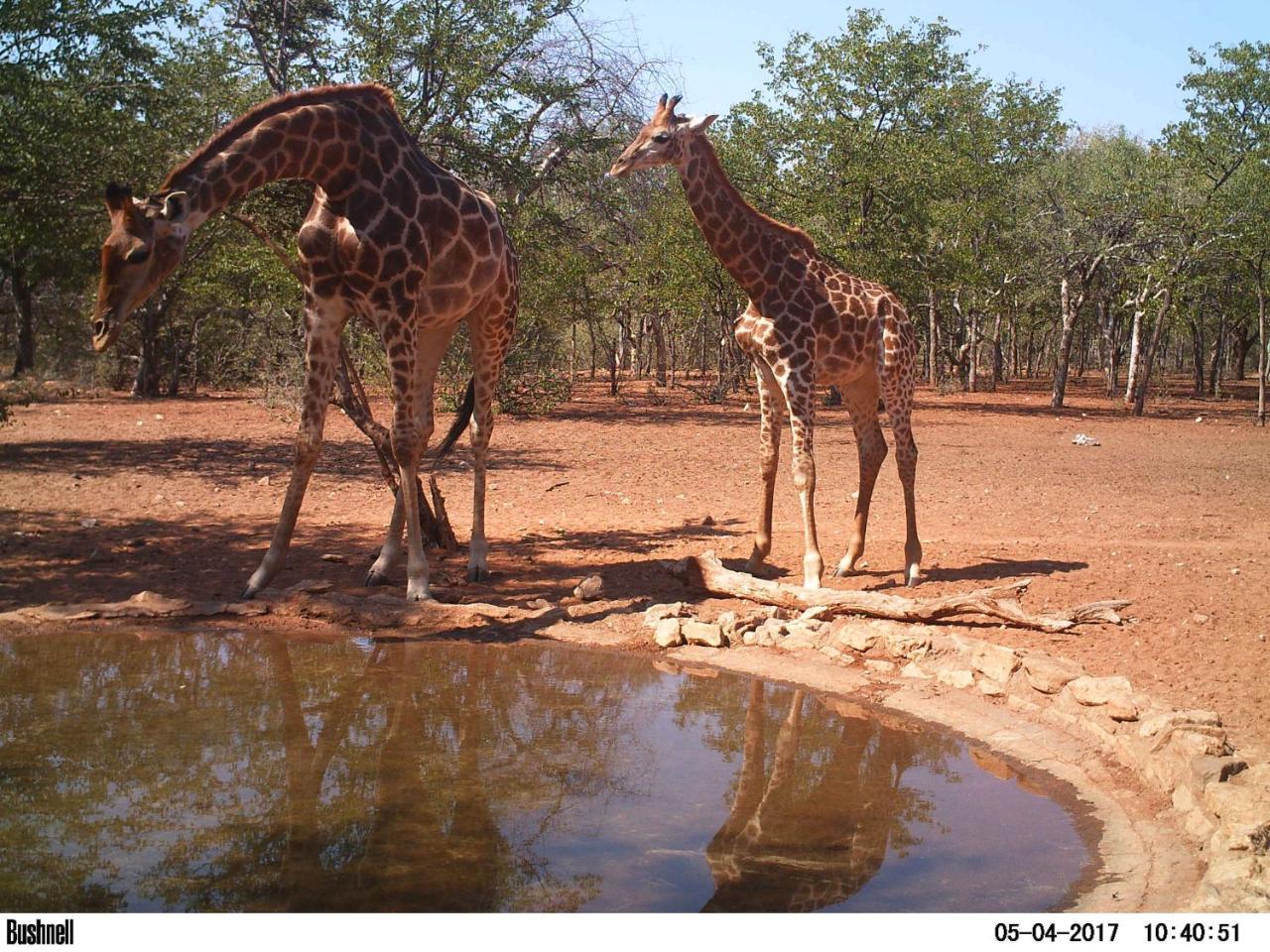 Adansonia Eco Lodge Musina Εξωτερικό φωτογραφία