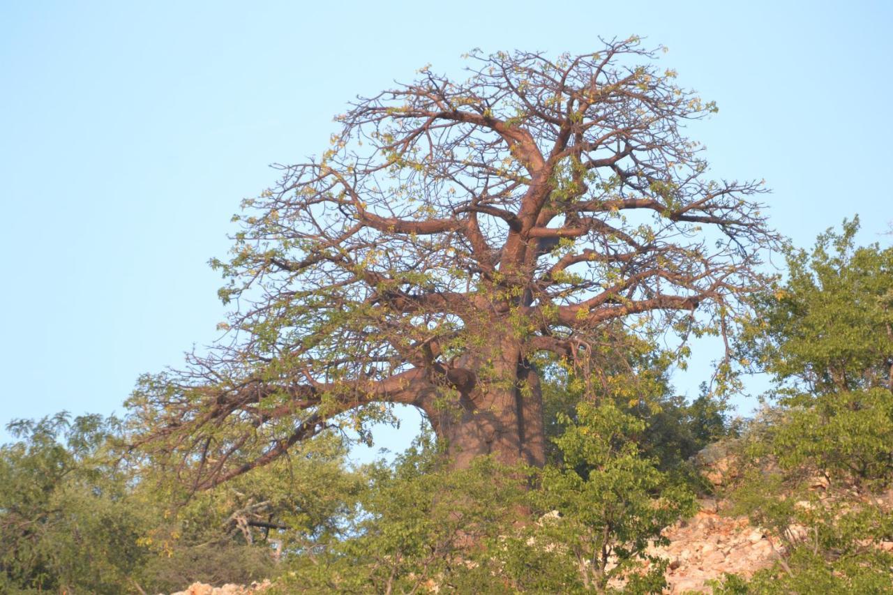 Adansonia Eco Lodge Musina Εξωτερικό φωτογραφία