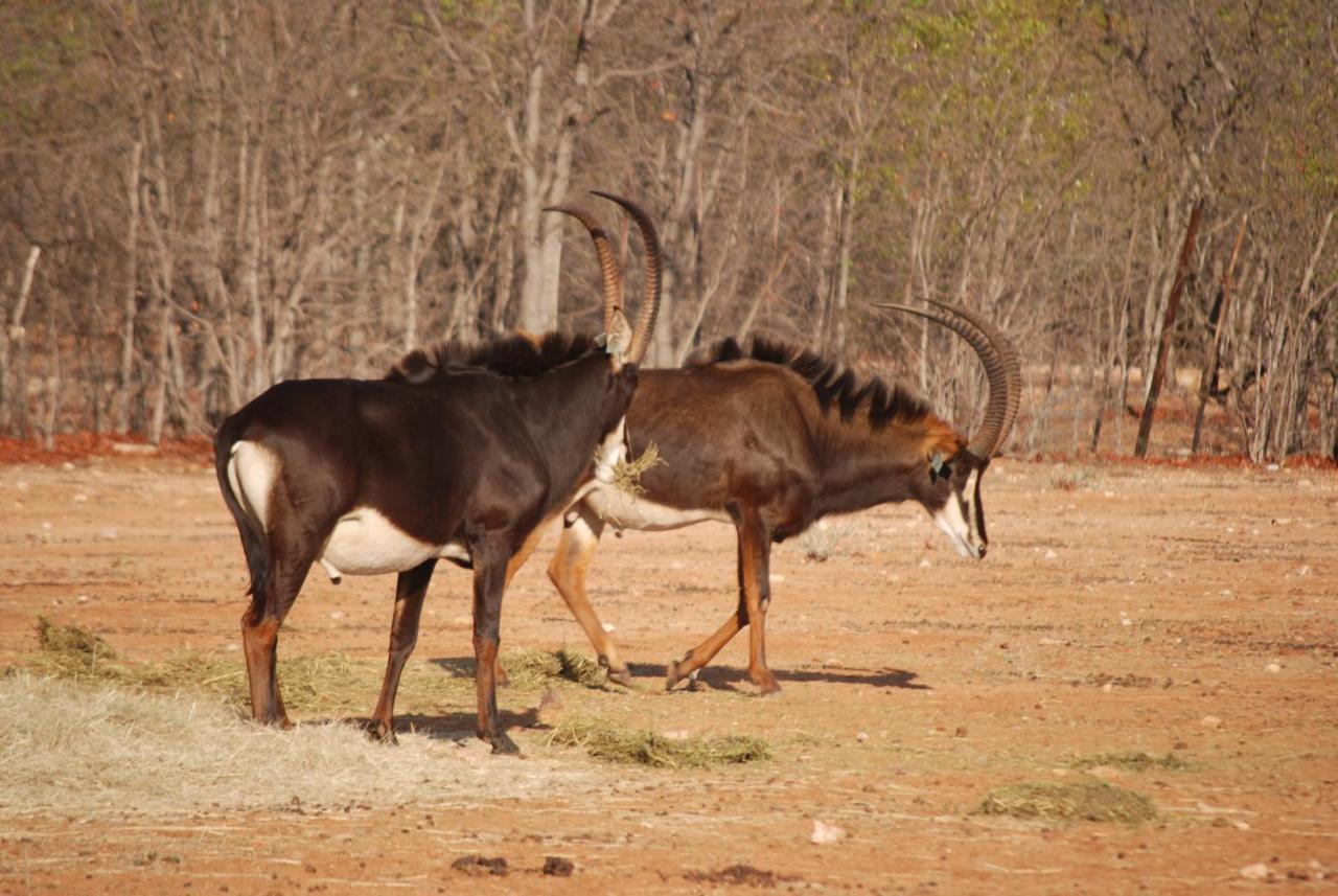 Adansonia Eco Lodge Musina Εξωτερικό φωτογραφία